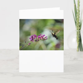 Hummingbird Moth, kort