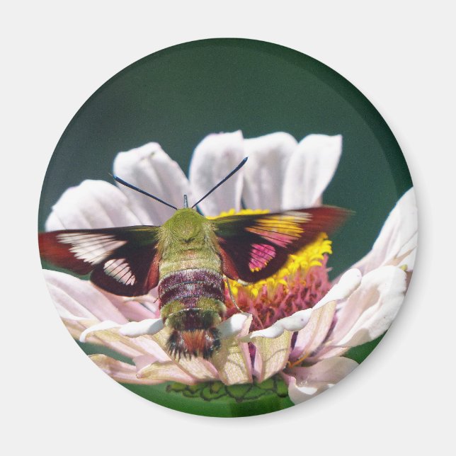 Hummingbird Moth Magnet (Framsidan)