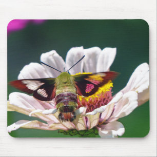 Hummingbird Moth Musmatta