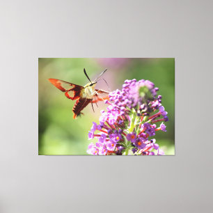 Hummingbird Moth på Butterfly Bush Canvastryck