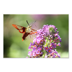 Hummingbird Moth på Butterfly Bush Fototryck