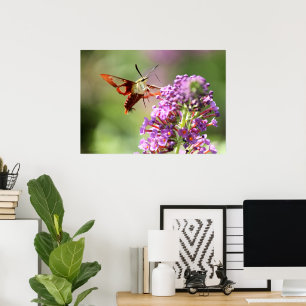 Hummingbird Moth på Butterfly Bush Poster
