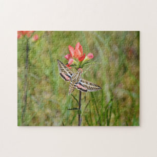 Hummingbird Moth på indisk Paintbrush Wildblomma Pussel