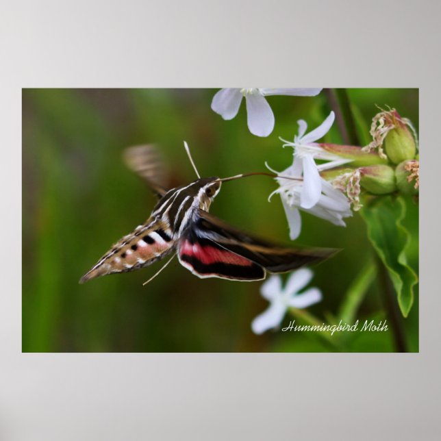 Hummingbird Moth Poster (Framsidan)