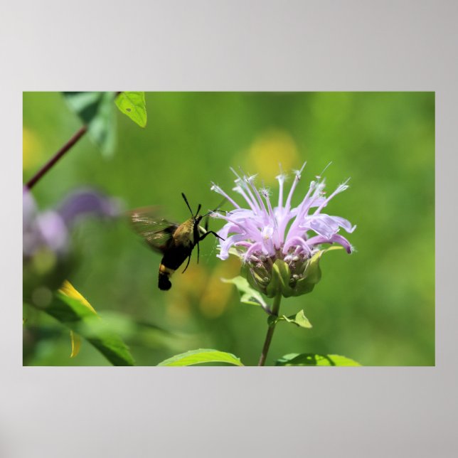 Hummingbird Moth Poster (Framsidan)