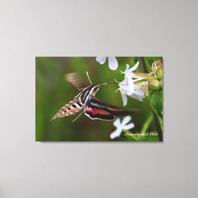 Hummingbird Moth Premium Wrapped Canvas (Framsida)