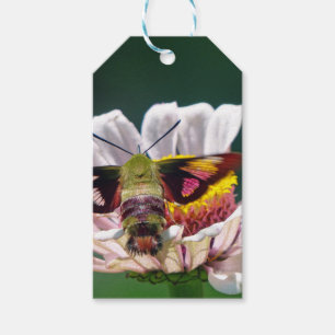 Hummingbird Moth Presentetikett