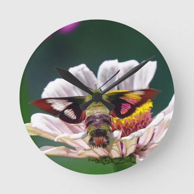 Hummingbird Moth Rund Klocka (Framsida)