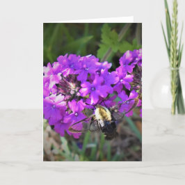 Hummingbird Moth & Verbena, kort