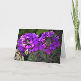 Hummingbird Moth & Verbena, kort