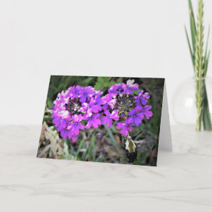 Hummingbird Moth & Verbena, kort