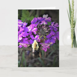 Hummingbird Moth & Verbena, kort