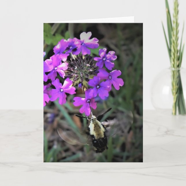 Hummingbird Moth & Verbena, kort (Framsida)