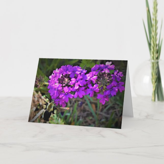 Hummingbird Moth & Verbena, kort (Framsida)