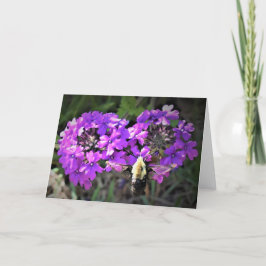 Hummingbird Moth & Verbena, kort