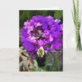 Hummingbird Moth & Verbena, kort