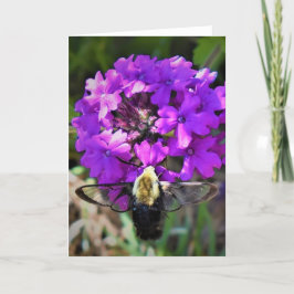 Hummingbird Moth & Verbena, kort
