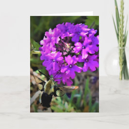 Hummingbird Moth & Verbena, kort