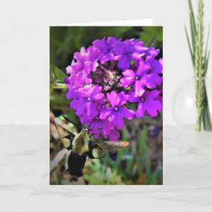 Hummingbird Moth & Verbena, kort
