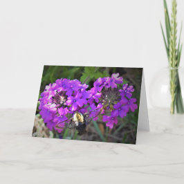 Hummingbird Moth & Verbena, kort