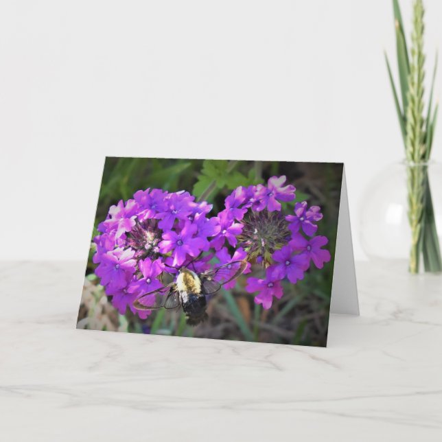 Hummingbird Moth & Verbena, kort (Framsida)