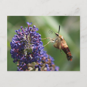 Hummingbird Moth Vykort