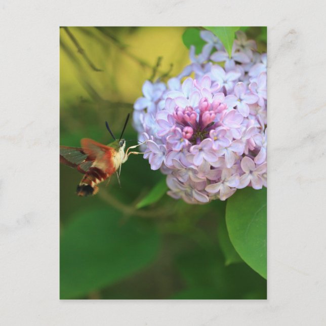 Hummingbird Moth Vykort (Framsida)
