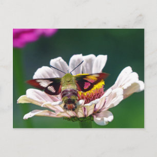 Hummingbird Moth Vykort
