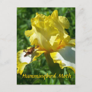 HUMMINGBIRD MOTH VYKORT