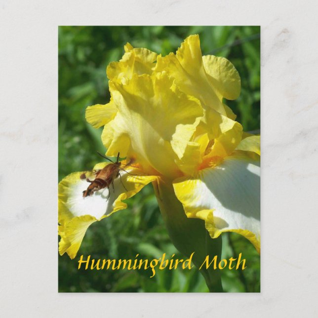 HUMMINGBIRD MOTH VYKORT (Framsida)
