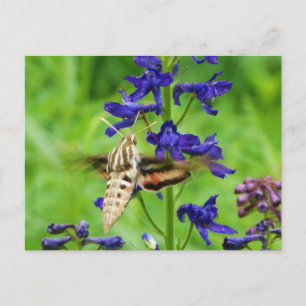Hummingbird moth vykort