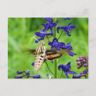 Hummingbird moth vykort