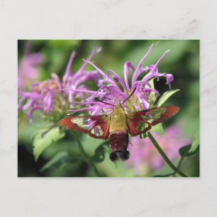 Hummingbird Moth-vykort Vykort