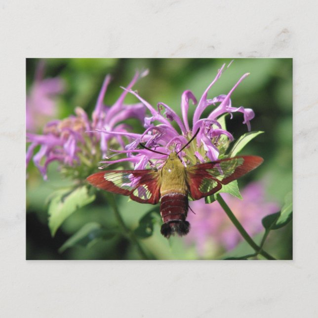Hummingbird Moth-vykort Vykort (Framsida)