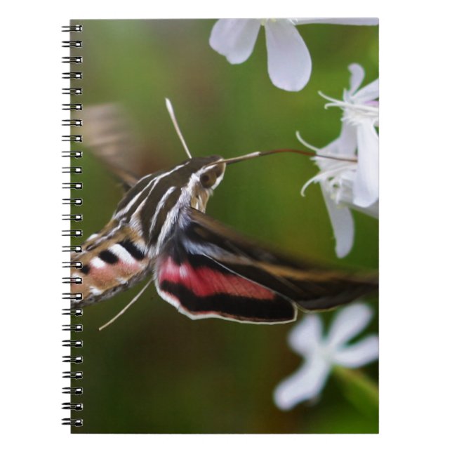 Hummingbird Moth Wire Journal Anteckningsbok (Framsidan)