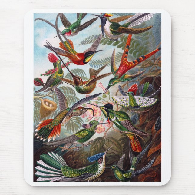 Hummingbird Musmatta (Framsidan)