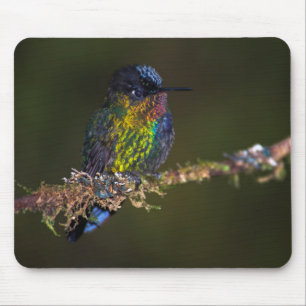 Hummingbird Musmatta