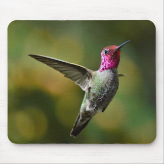Hummingbird Musmatta