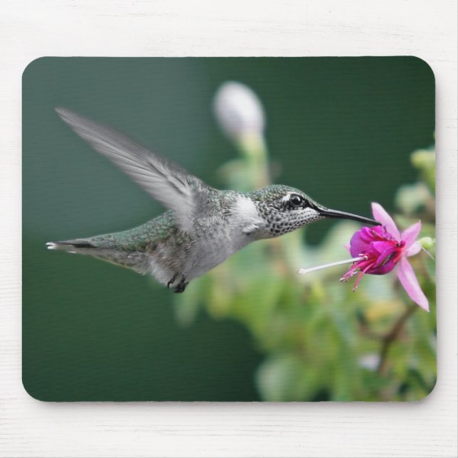 Hummingbird Musmatta (Framsidan)