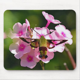 Hummingbird Musmatta