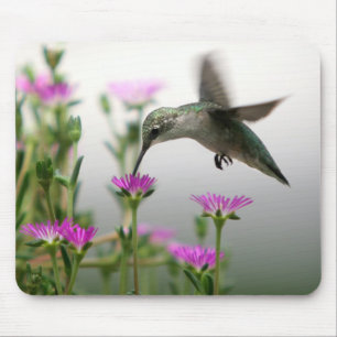 Hummingbird Musmatta
