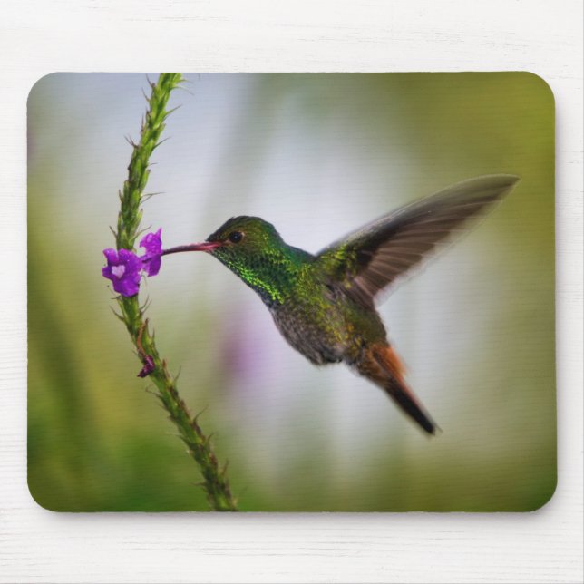 hummingbird musmatta (Framsidan)