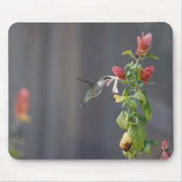 Hummingbird Musmatta