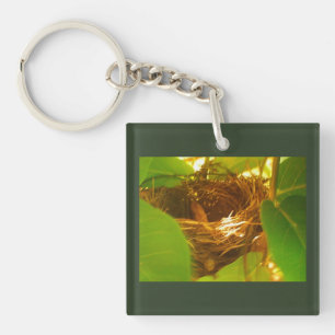 Hummingbird Nest