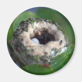 Hummingbird Nest and Egg Photo Magnet