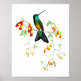 Hummingbird No.6 Naturhistorik Skriv ut. Poster