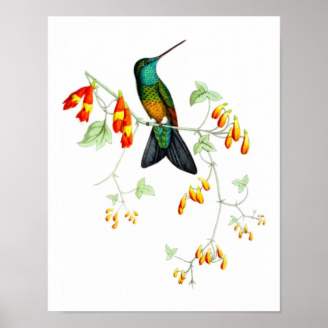 Hummingbird No.6 Naturhistorik Skriv ut. Poster (Framsidan)