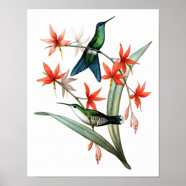 Hummingbird nr 12 Antique bird Poster Print. (Framsidan)