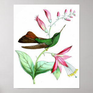 Hummingbird nr.3 Naturhistorik Skriv ut. Poster