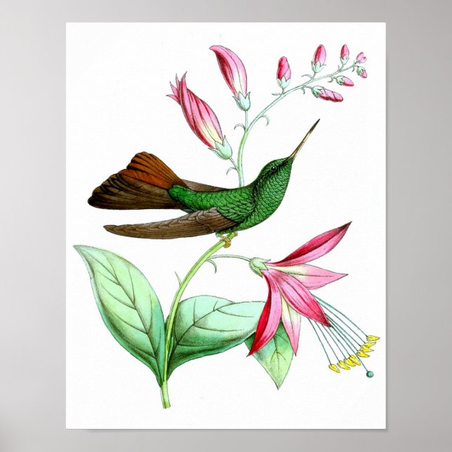Hummingbird nr.3 Naturhistorik Skriv ut. Poster (Framsidan)